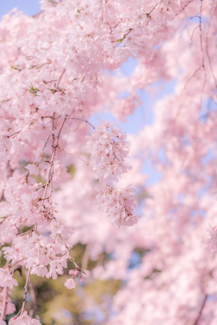 粉色调，调出浪漫的粉色樱花照片